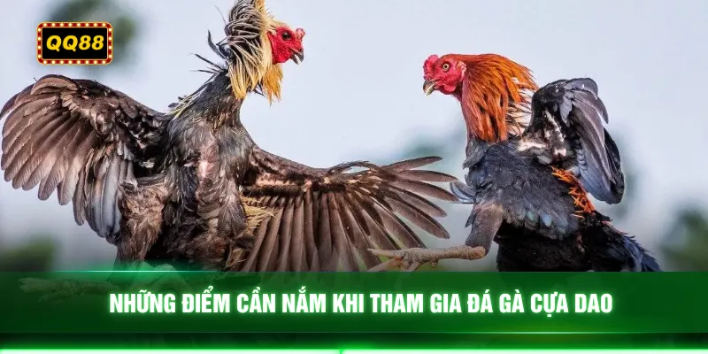 Những điểm cần nắm khi tham gia đá gà cựa dao